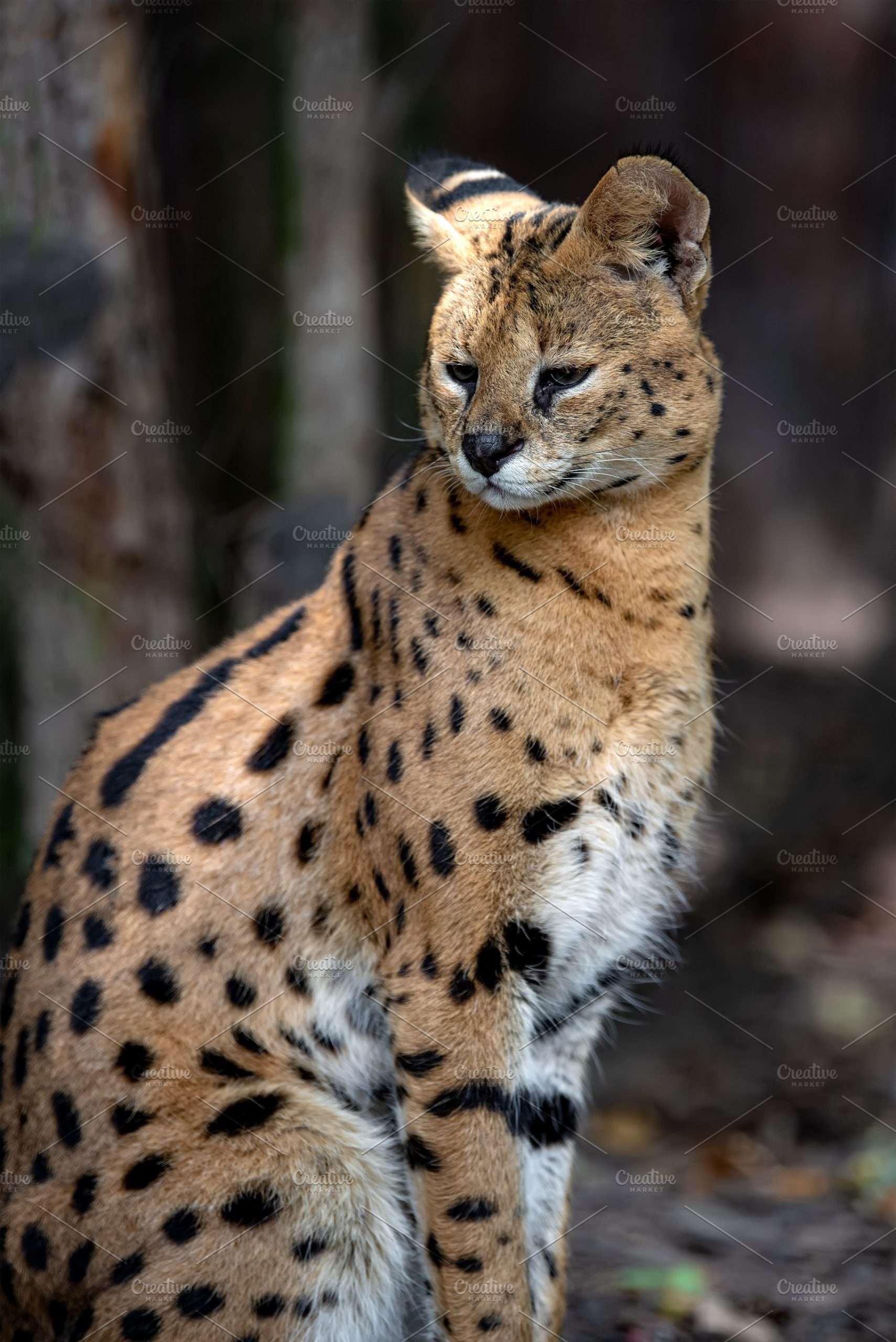 Young serval cat (Felis serval)