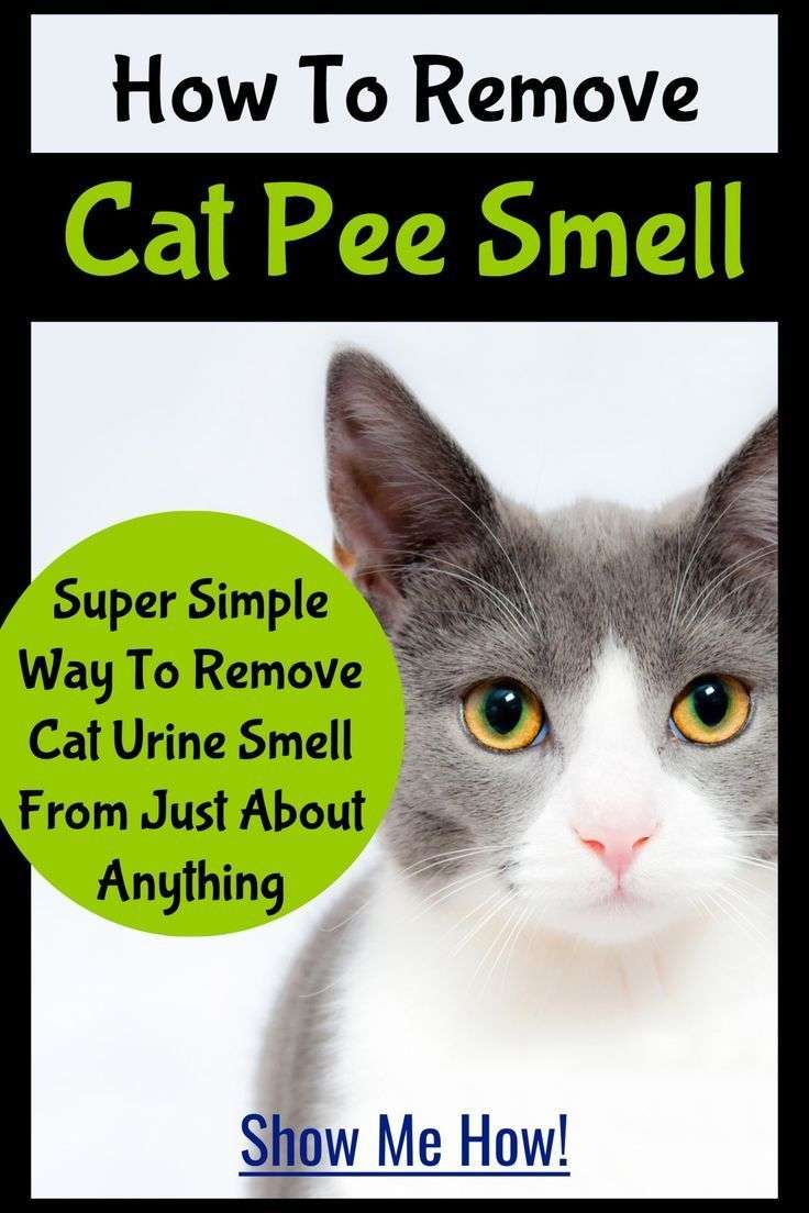 Cat Urine Stink? How To Get Rid Of Cat Pee Smell