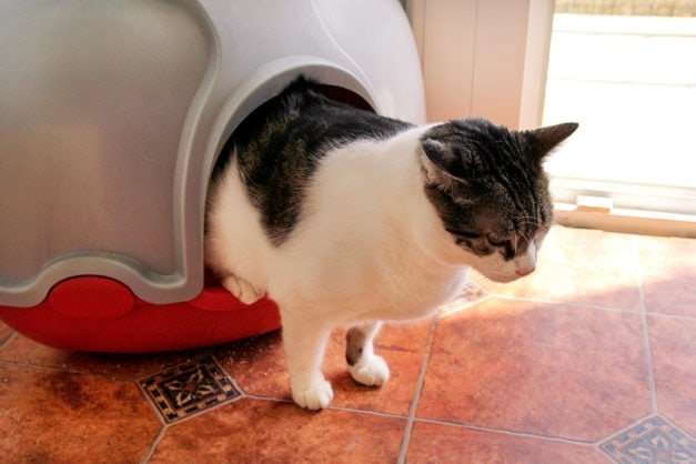 How Do Cats Know to Use a Litter Box? The Surprising ...