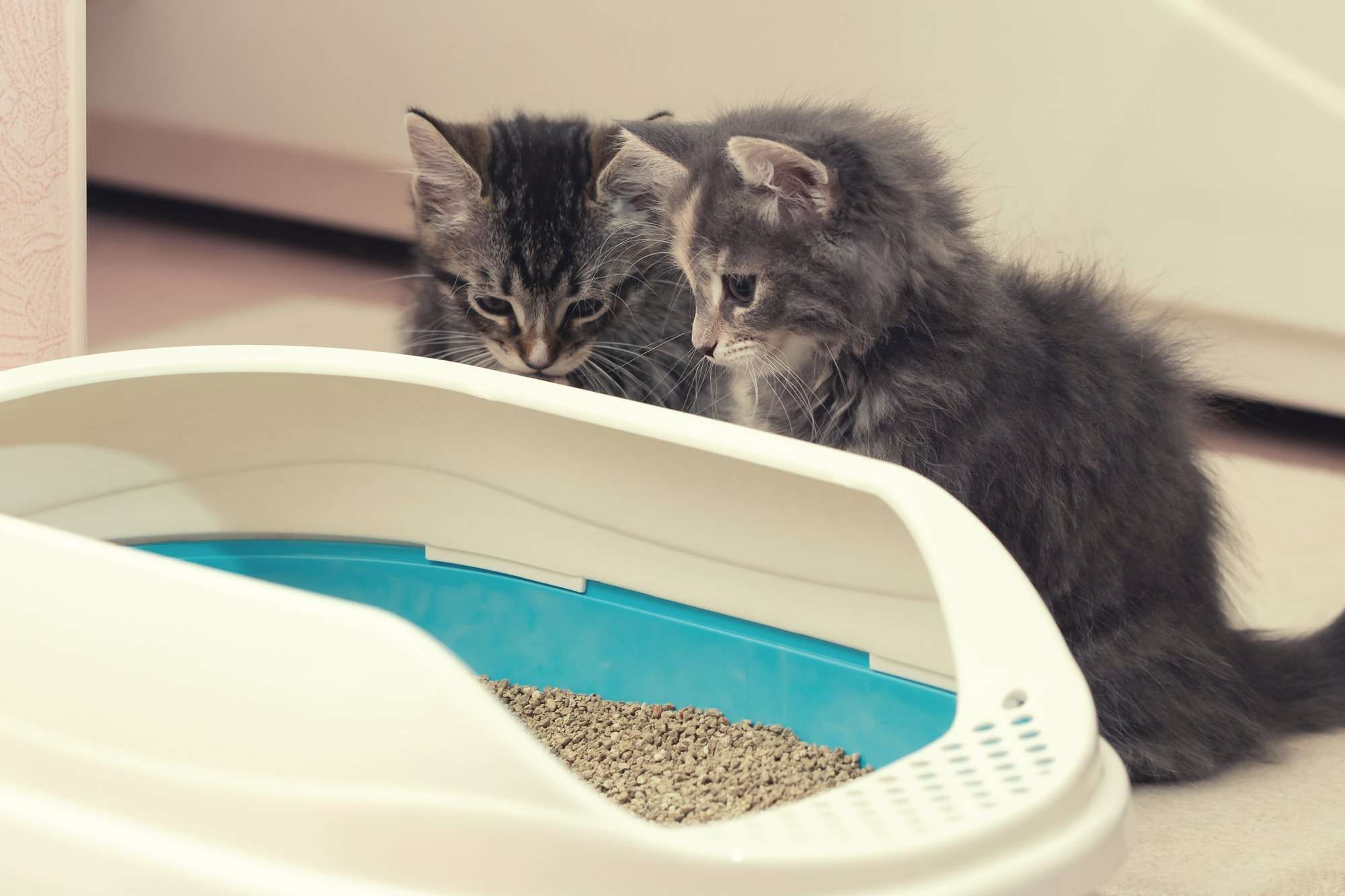 How Many Litter Boxes Per Cat? (It