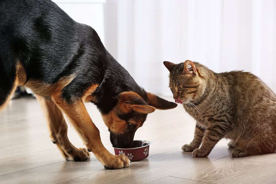 How To Stop Your Dog From Eating Cat Food