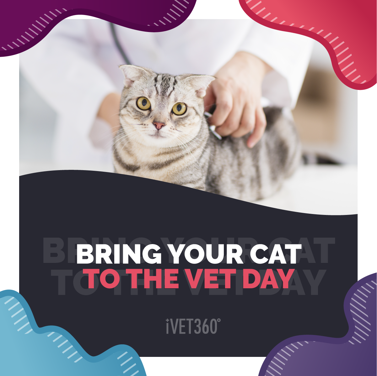 National Bring Your Cat to the Vet Day (August 22 ...