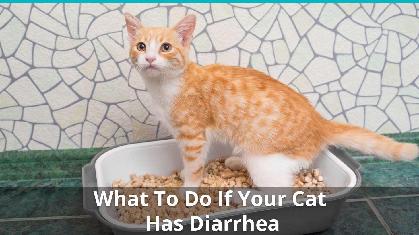 What To Do When Your Cat Has Diarrhea or Runny Poo