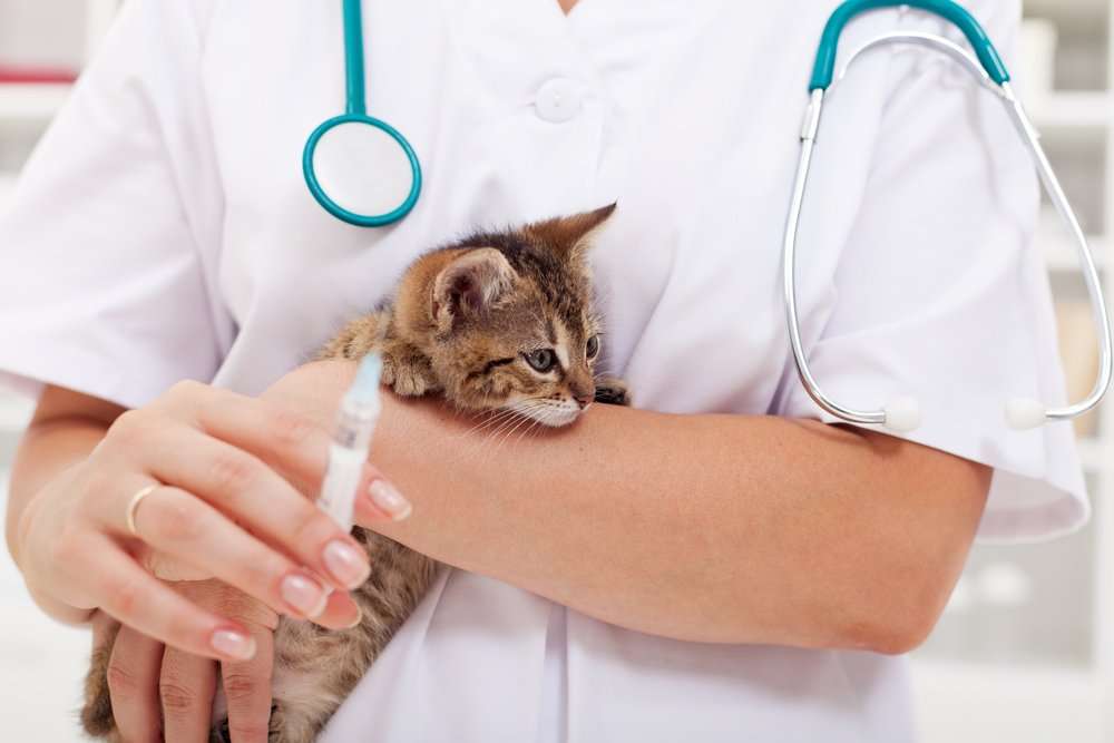 What Vaccines Does My Kitten Need?