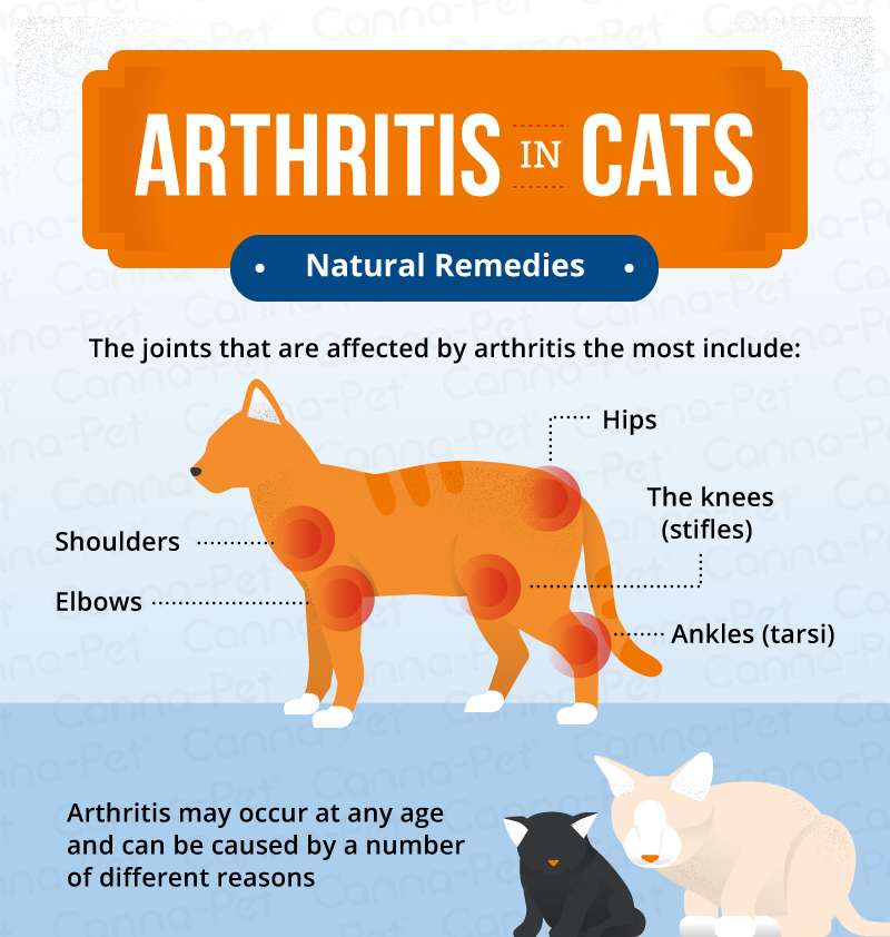 Arthritis in Cats &  Natural Remedies