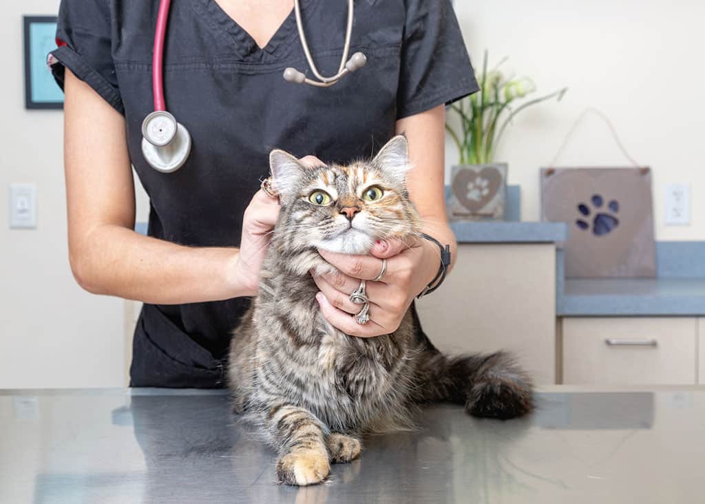 Ask a Vet: How Often Should You Take Your Cat to the Vet?