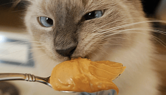 Can Cats Eat Peanut Butter?Is It A Safe Snack For Your Kitty? â The ...