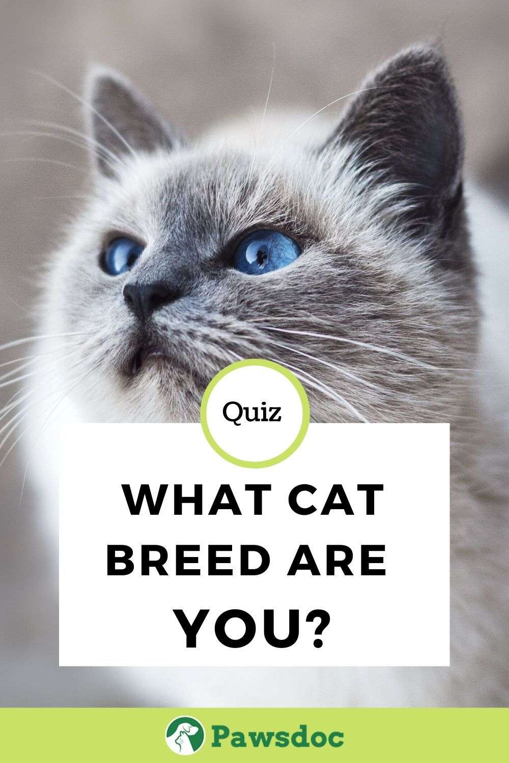Cat Quiz I What Kind Of Cat Breed Are You? I in 2020