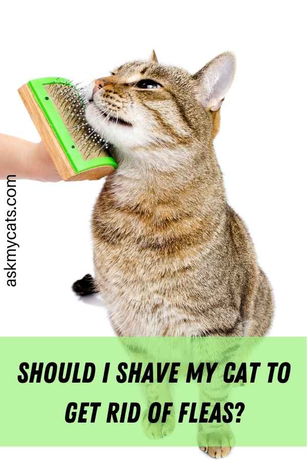 Fleas On Catâs Face? Know These Most Important Tips!