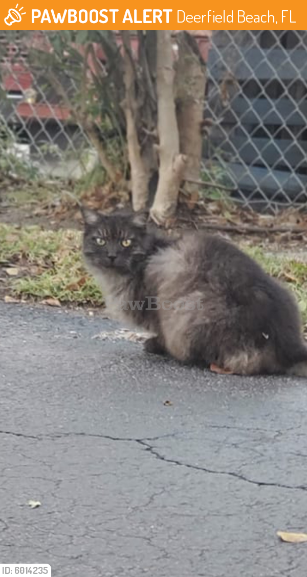 Found/Stray Cat in Deerfield Beach, FL 33073 (ID: 6014235)