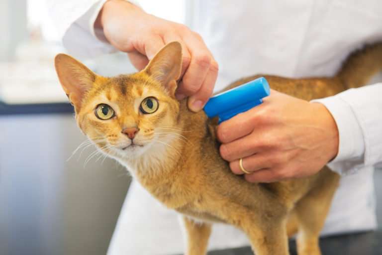 How Do I Register And Microchip My Pet?