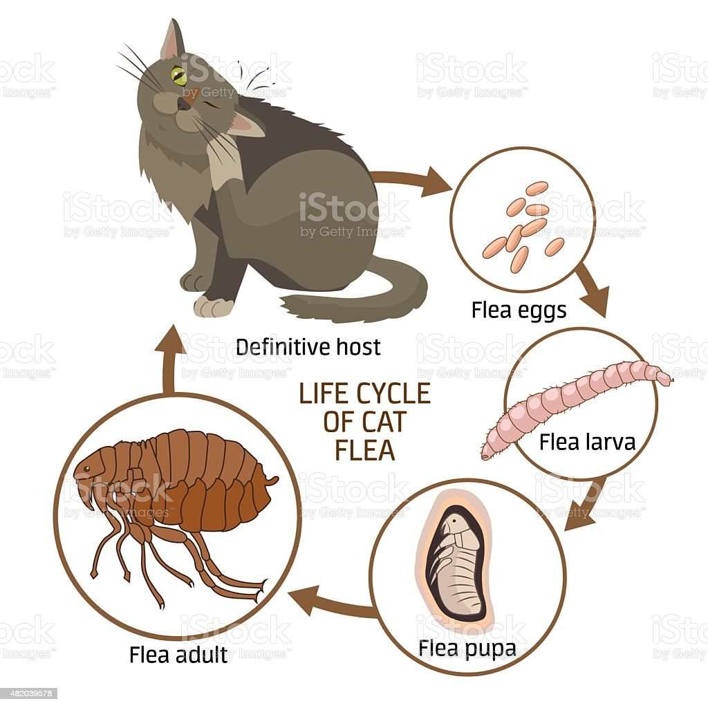 Life Cycle Of Cat Flea Vector Illustration Stock Vector Art &  More ...