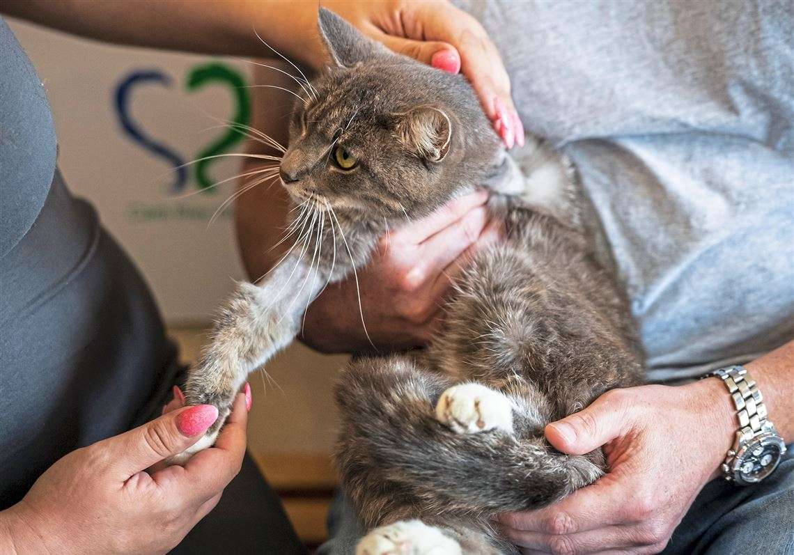Pickles, the cat who lost a leg to a firecracker, gets a ...