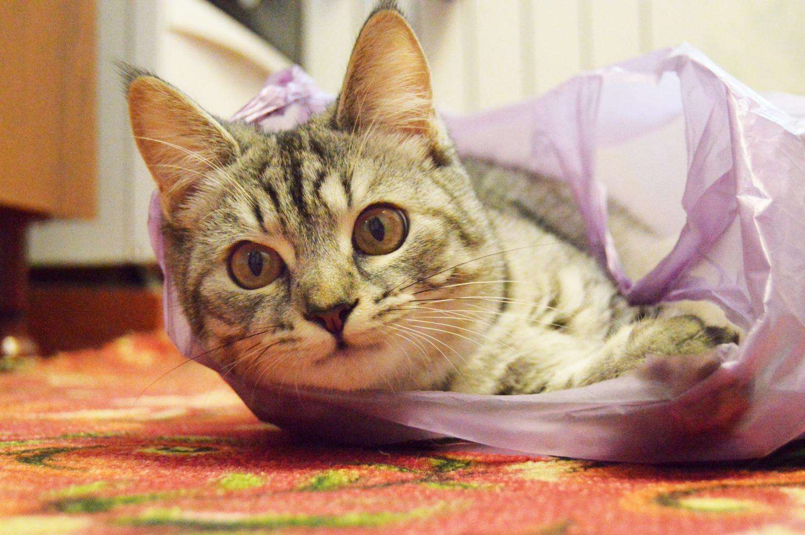 Why Do Cats Eat Plastic? Facts &  Prevention