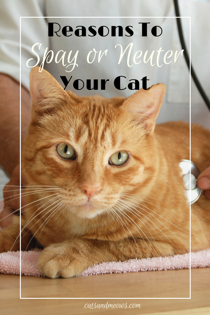 5 Reasons Why You Should Spay or Neuter Your Cat