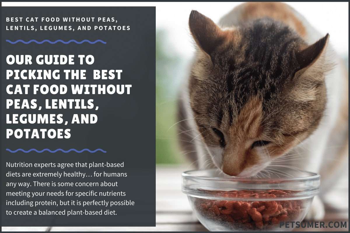 9 Best Cat Food Without Peas, Lentils, Legumes, and Potatoes in 2020