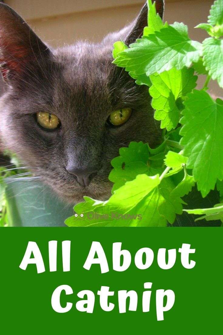 All About Catnip
