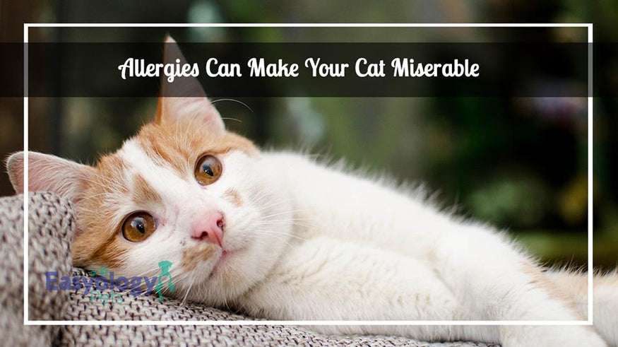 Allergies Can Make Your Cat Miserable