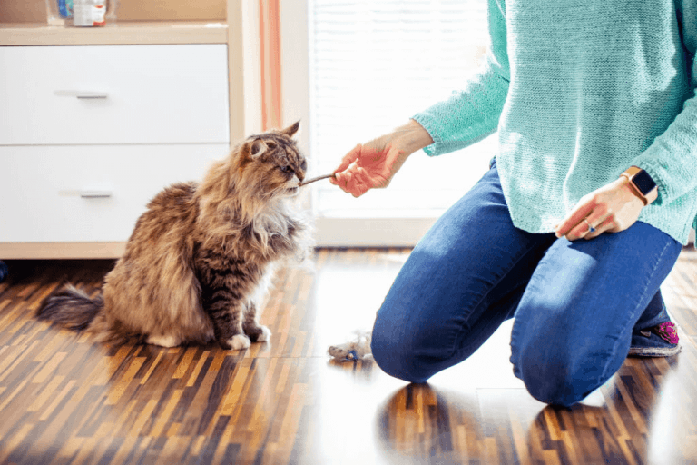 Alternative to Lysine for Cats: 5 Efficient Options