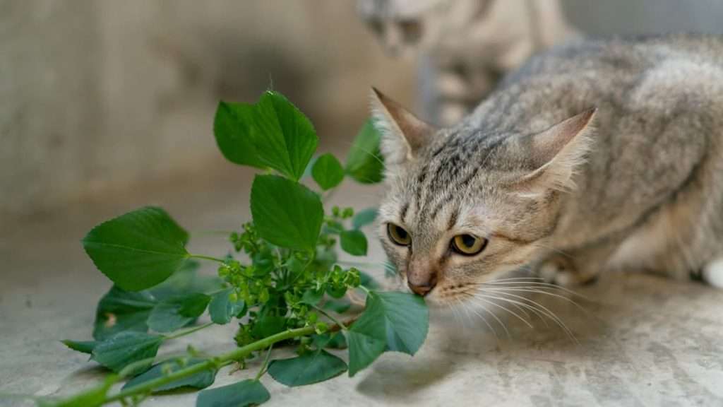Are cats supposed to eat catnip?