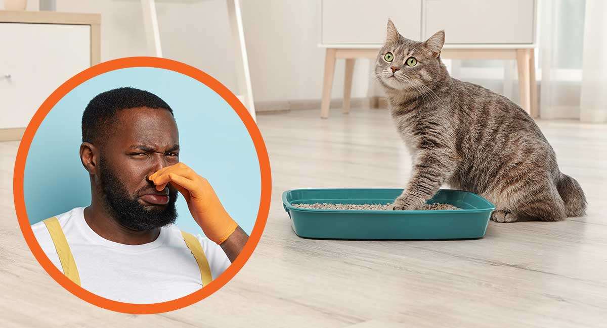 Best Cat Litter Box For Odor Control