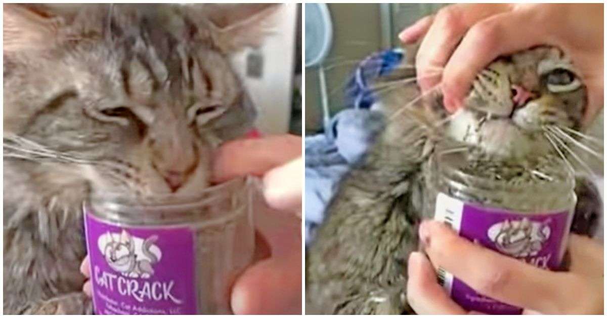 Cat Feasts on " Cat Crack"  Catnip as Owner Tries to Pull the Jar Away
