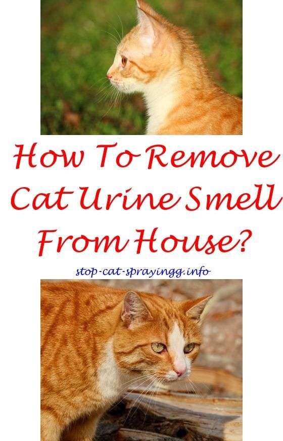 Cat Spraying House