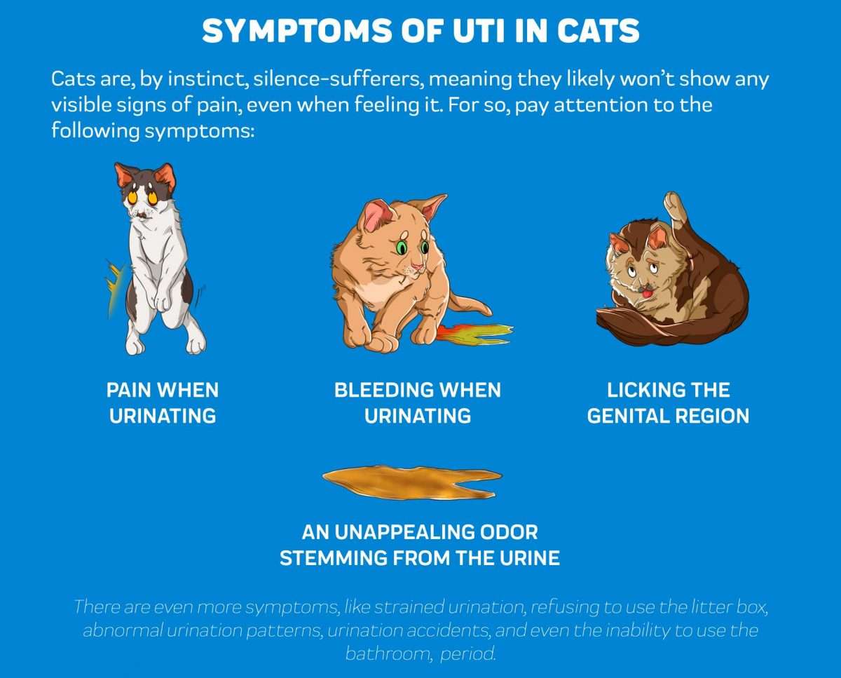What Are The Signs Of A Uti In A Cat