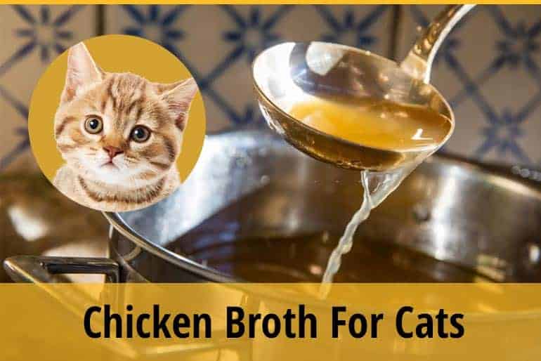 Chicken Broth For Cats