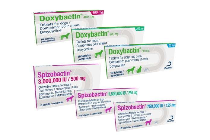 Dechra launches two new antibiotics for cats and dogs ...
