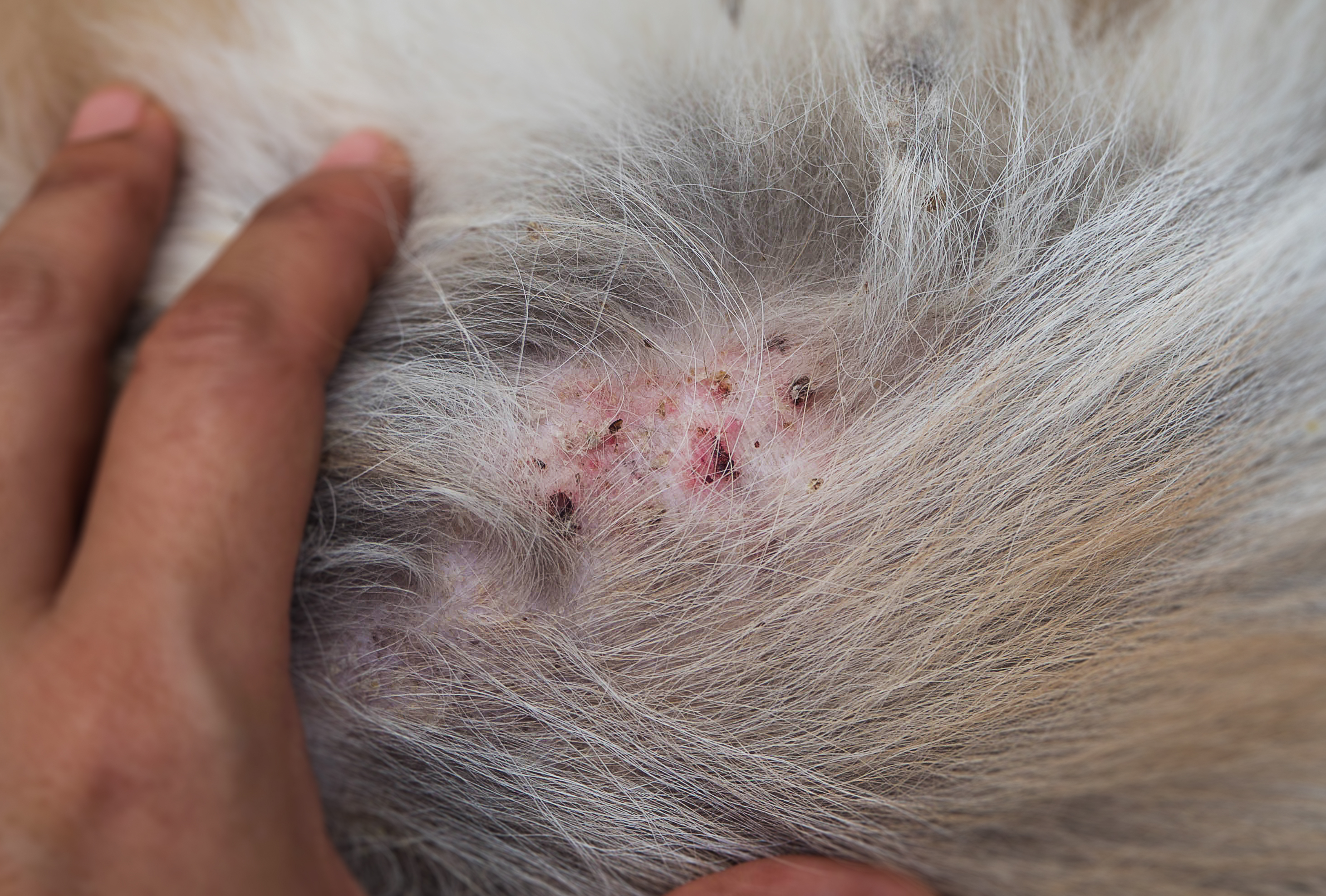 Dermatitis (red, inflamed, sore skin or a rash) in cats