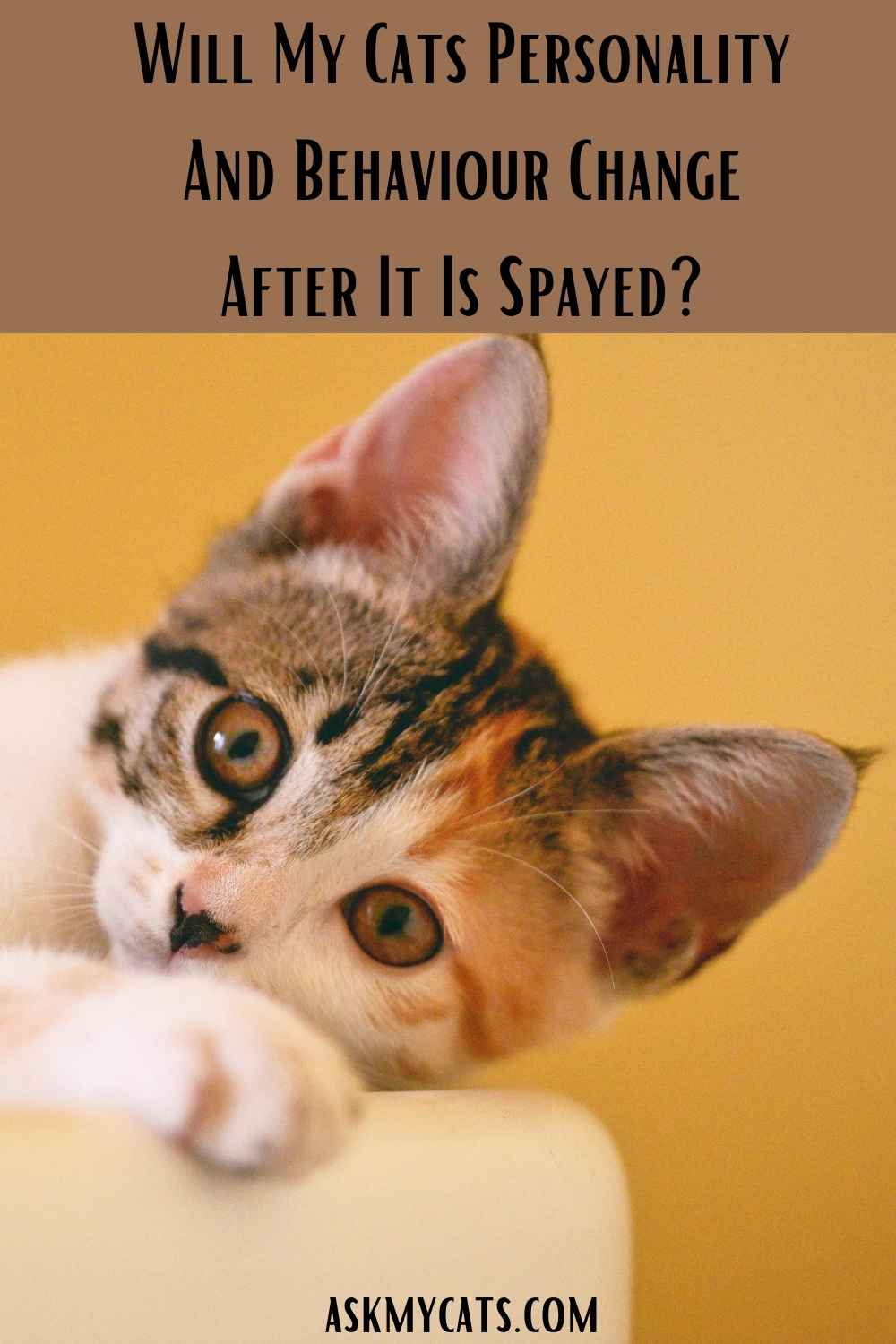 Do Cats Get Nicer After Being Spayed? Has Spay Affected My Cats Behavior?
