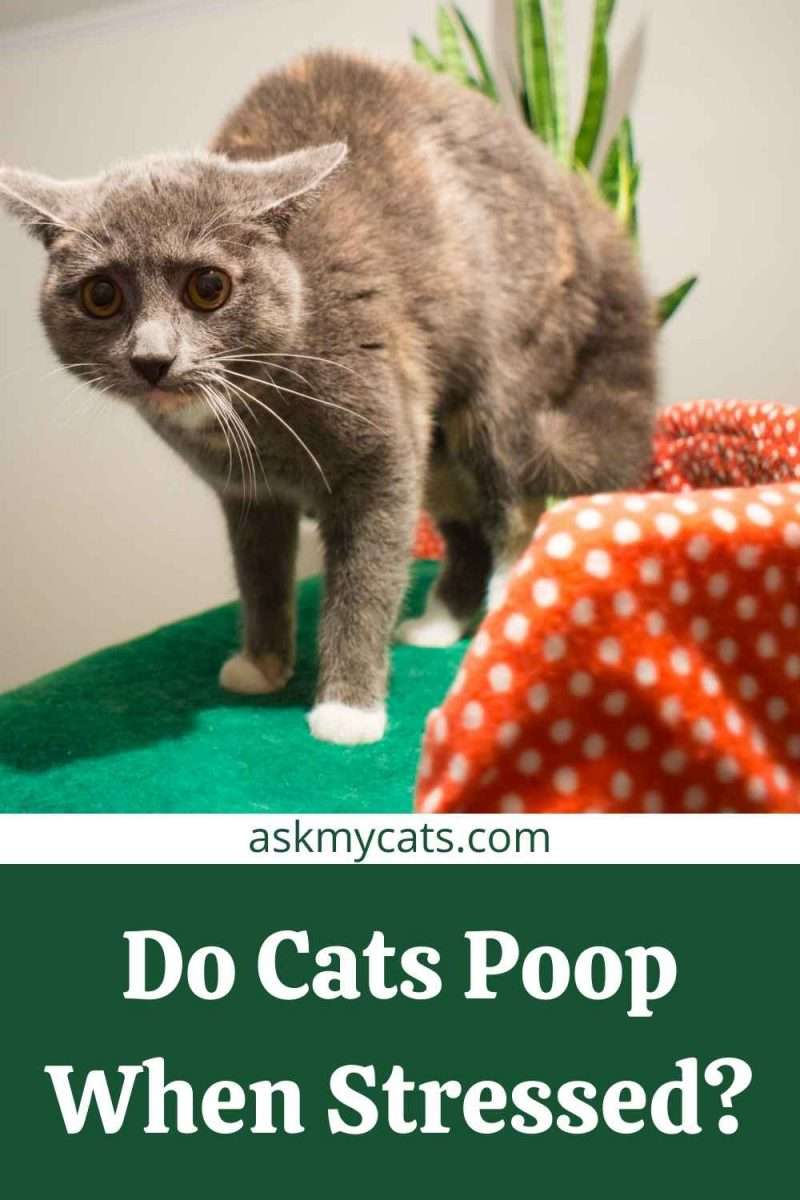 Do Cats Poop/Pee When They Are Scared Or Stressed?