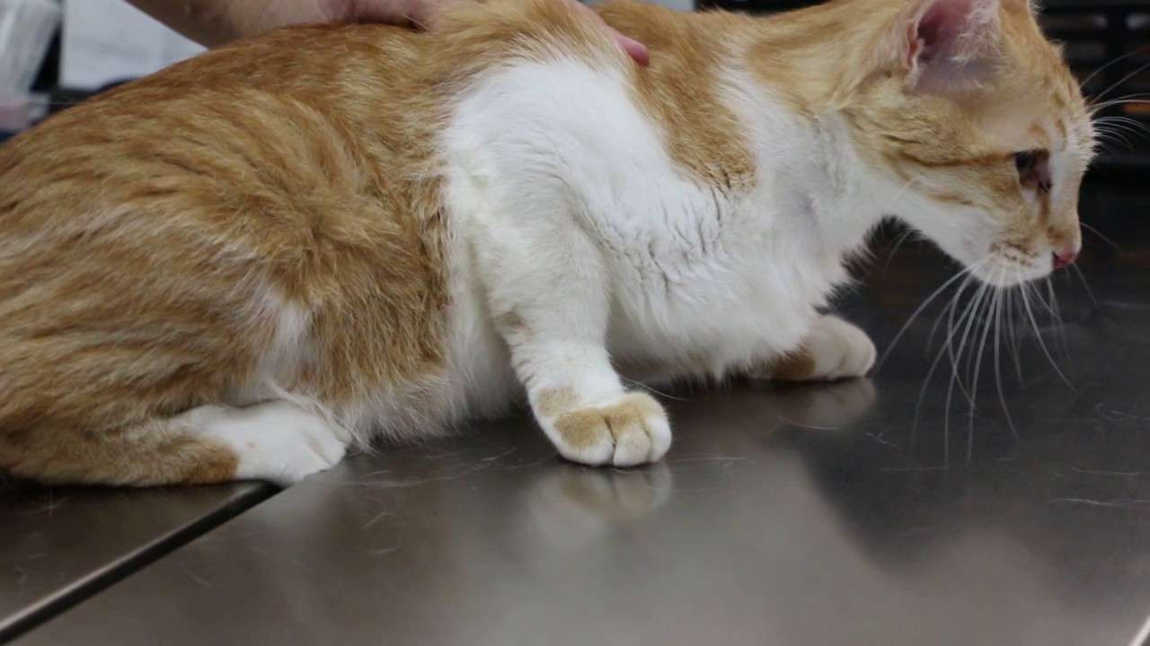 Final Video: A very fussy clean male cat has difficulty in passing ...