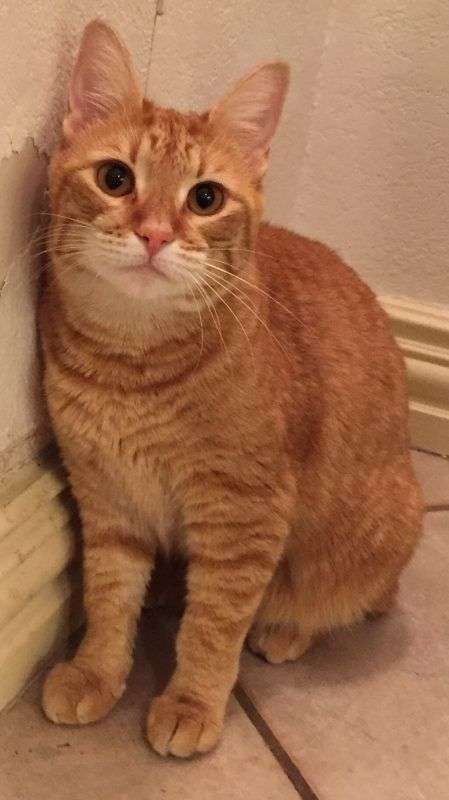 Fort Worth TX â Adorable 1 YO Female Orange Tabby Kitten For Adoption ...