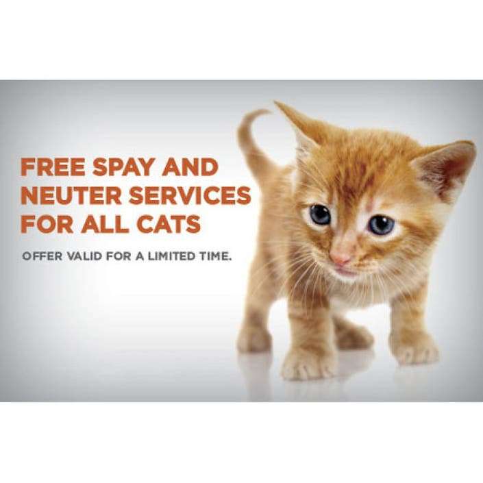 Free Spay Neuter for Any Cat