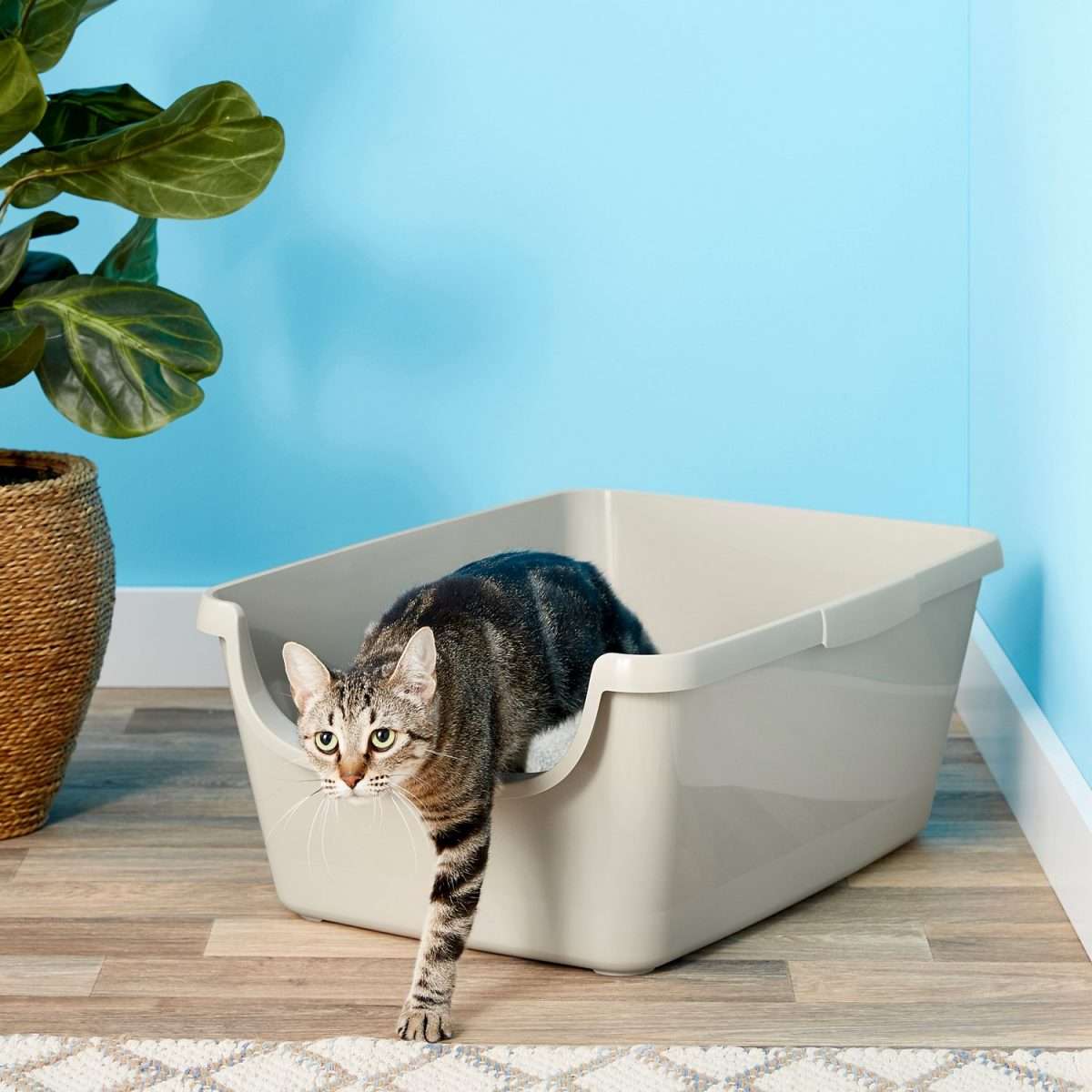 FRISCO High Sided Cat Litter Box, Extra Large 24