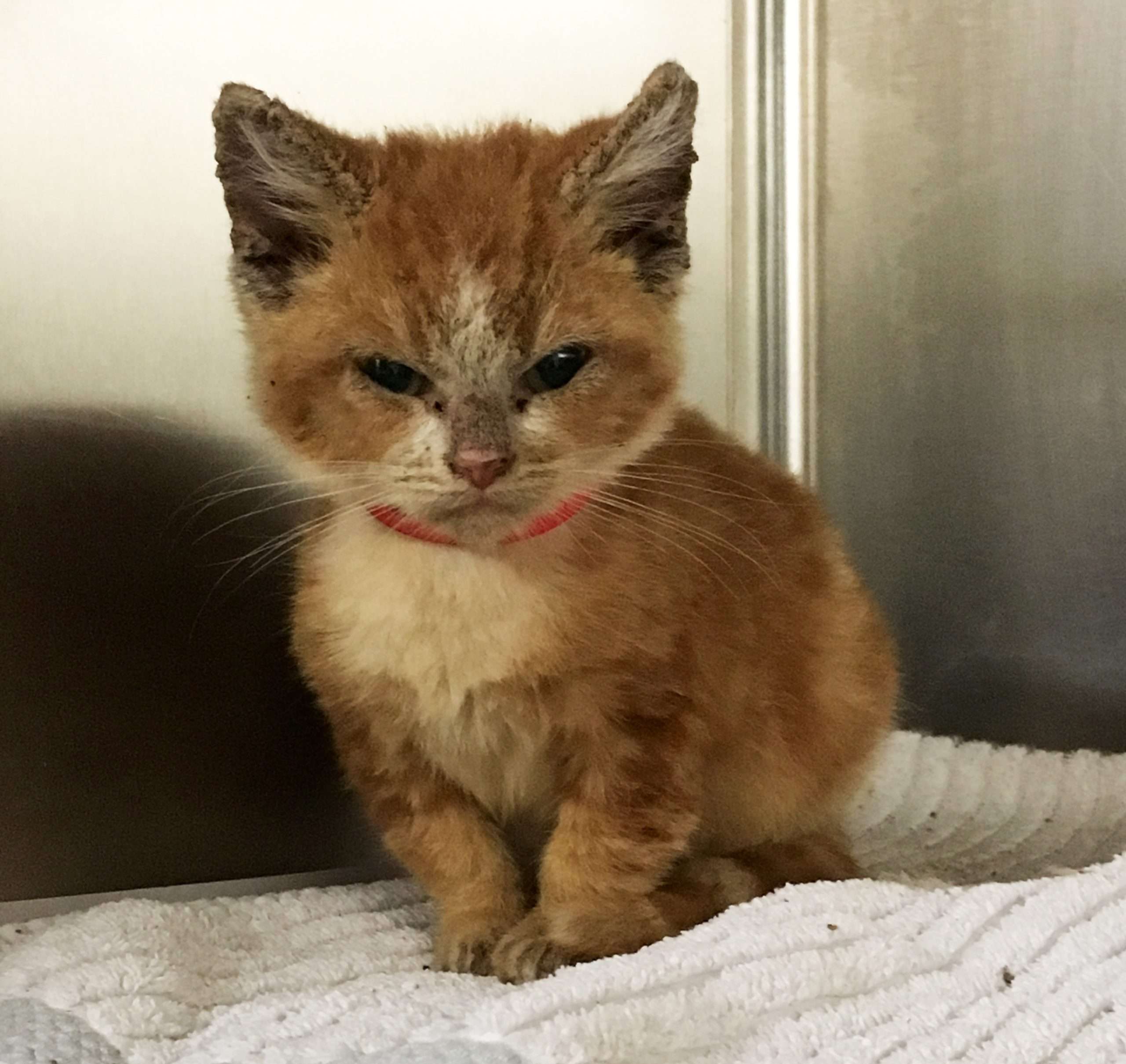 Grumpy Scabies Kitten Transformation  Tails of a Shelter Vet