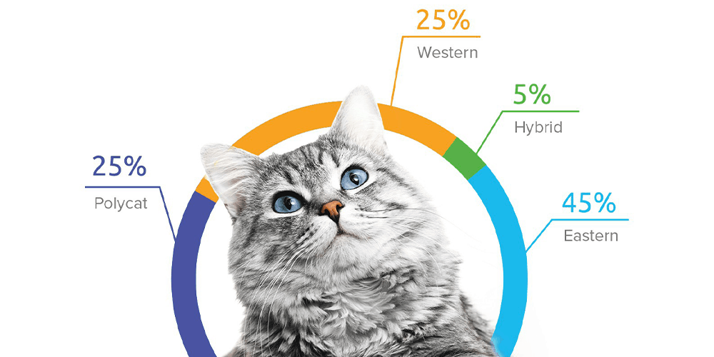 How Much Do Cat DNA Tests Cost?