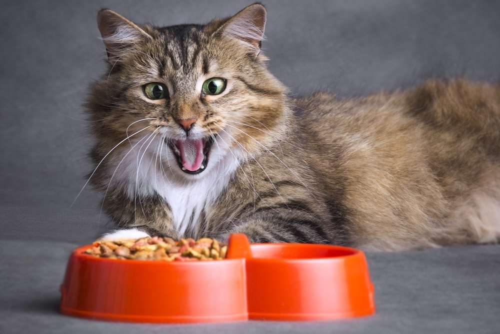 How Much Food should you give your Cat? » Petsoid