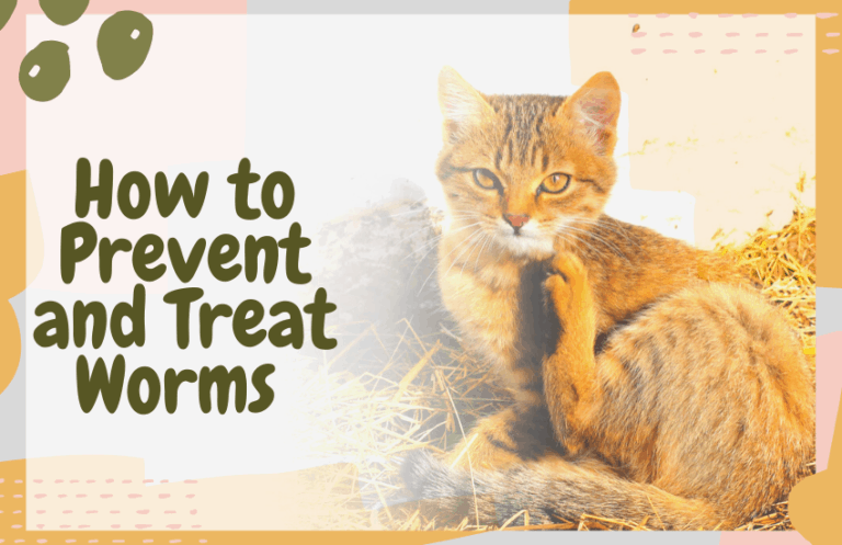 How to Prevent and Treat Worms in Your Cat