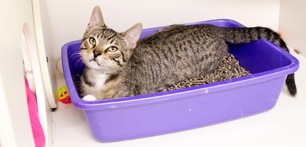 How to Train a Kitten to Use a Litter Box in a Month