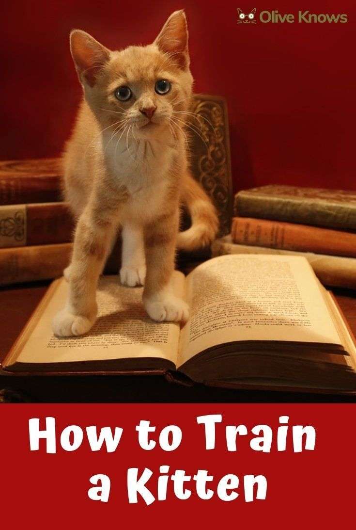 How to Train a Kitten