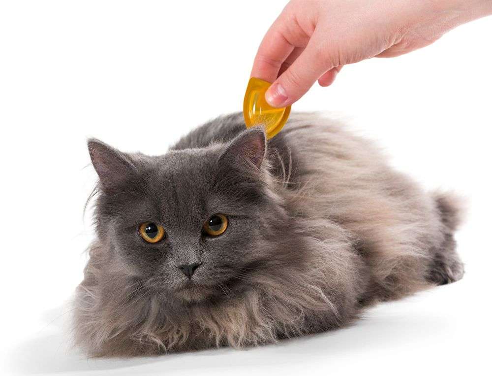 How to Treat Cats With Allergies