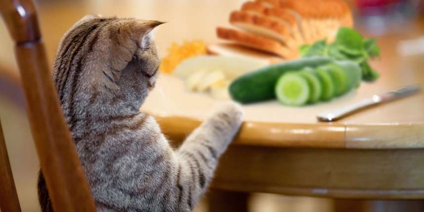 Human Food for Cats: What Can Cats Eat?