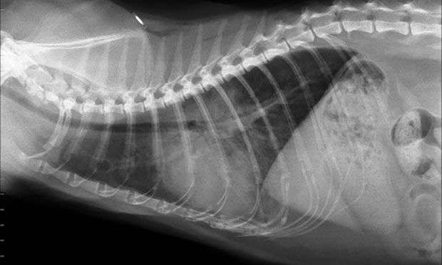 Image Quiz: Feline Emergency Respiratory Distress