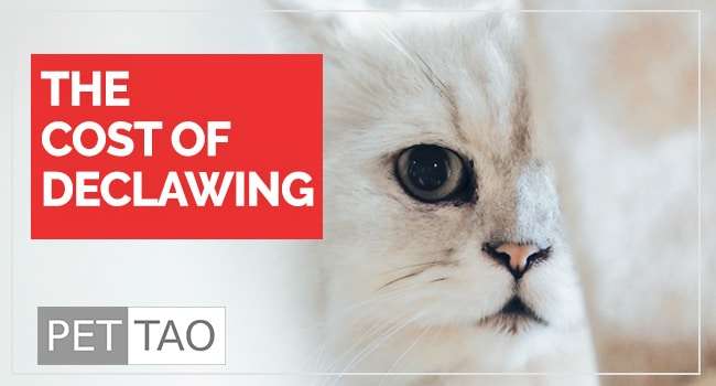 Is Declawing Cats Humane?