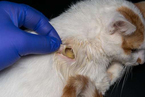 Large Wound On The Skin Of A Cat After Antibiotic Treatment ...