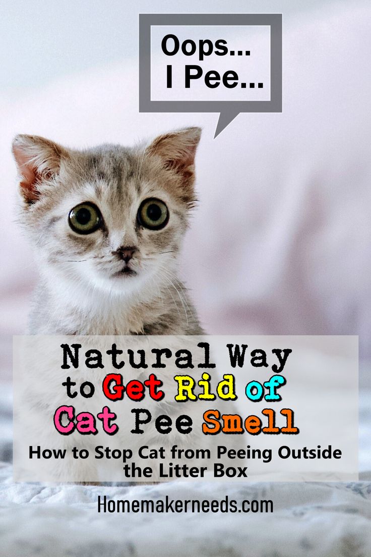 Natural Way To Get Rid Of Cat Pee Smell!
