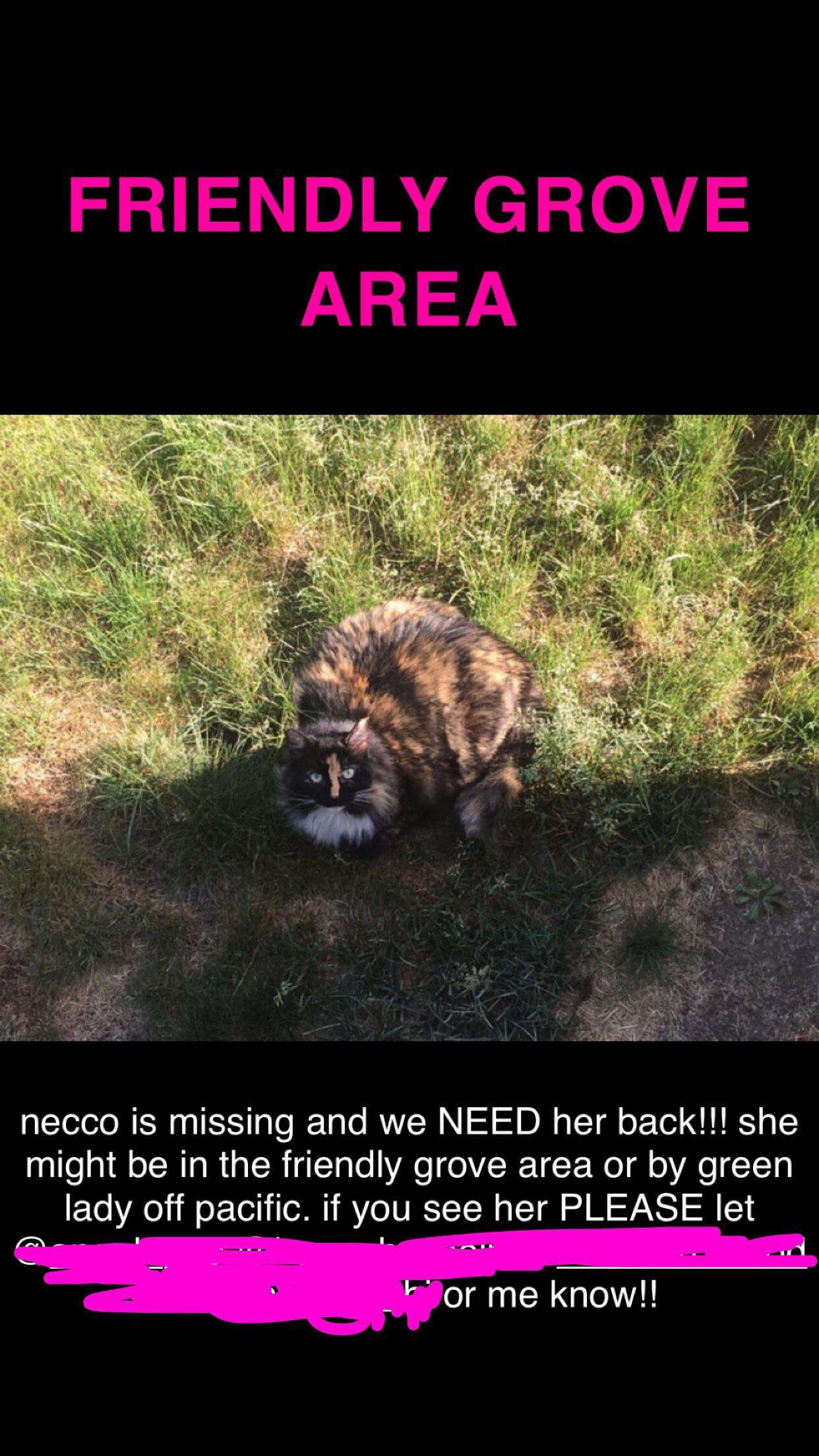 not sure if allowed, but my friends cat has been missing for 4 days now ...